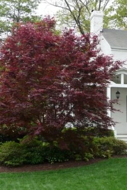 Bloodgood Red Leaf Japanese Maple - 5 Gallon Pot (2-3') 12 Bloodgood Red Leaf Japanese Maple - 5 Gallon Pot (2-3') -SHRUBS and BUSHES Shop Japanese Maple Boodgood 20 1