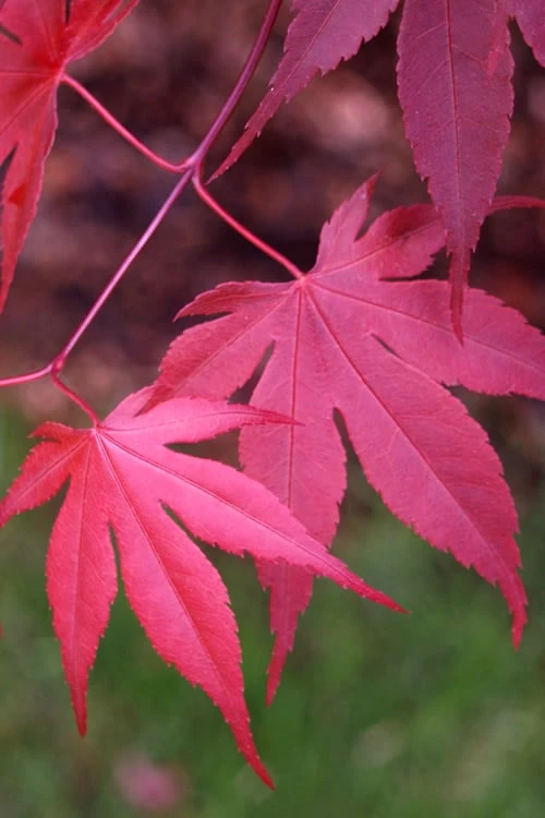 Bloodgood Red Leaf Japanese Maple - 5 Gallon Pot (2-3') 9 Bloodgood Red Leaf Japanese Maple - 5 Gallon Pot (2-3') - Image 7