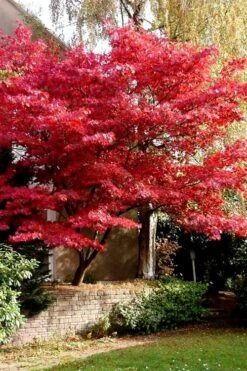 Bloodgood Red Leaf Japanese Maple - 5 Gallon Pot (2-3') 14 Bloodgood Red Leaf Japanese Maple - 5 Gallon Pot (2-3') -SHRUBS and BUSHES Shop Japanese Maple Boodgood 23 1
