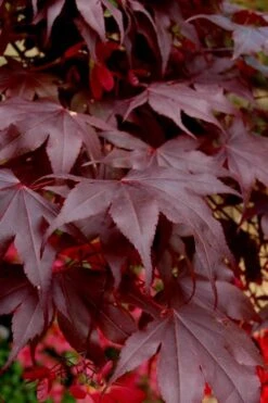 Bloodgood Red Leaf Japanese Maple - 7 Gallon Pot (4-5') -SHRUBS and BUSHES Shop Japanese Maple Boodgood 24