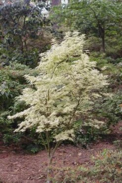Butterfly Japanese Maple - 3 Gallon Pot -SHRUBS and BUSHES Shop Japanese Maple Butterfly 1 3