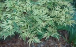Butterfly Japanese Maple - 3 Gallon Pot -SHRUBS and BUSHES Shop Japanese Maple Butterfly 3 3