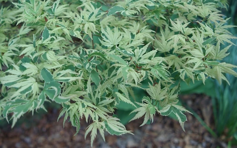Butterfly Japanese Maple - 5 Gallon Pot 9 Butterfly Japanese Maple - 5 Gallon Pot - Image 7