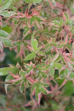 Butterfly Japanese Maple - 2 Gallon Pot -SHRUBS and BUSHES Shop Japanese Maple Butterfly 4 2