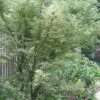 Butterfly Japanese Maple - 1 Gallon Pot 2 Butterfly Japanese Maple - 1 Gallon Pot -SHRUBS and BUSHES Shop Japanese Maple Butterfly 5 1