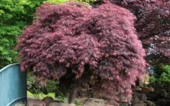 Crimson Queen Dwarf Japanese Maple (High Graft Tree Form) - 1 Gallon Pot 15 Crimson Queen Dwarf Japanese Maple (High Graft Tree Form) - 1 Gallon Pot -SHRUBS and BUSHES Shop Japanese Maple Crimson Queen 22 1