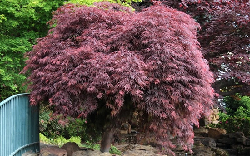 Crimson Queen Dwarf Japanese Maple (High Graft Tree Form) - 1 Gallon Pot 9 Crimson Queen Dwarf Japanese Maple (High Graft Tree Form) - 1 Gallon Pot - Image 7