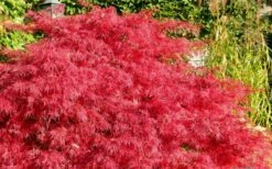 Crimson Queen Dwarf Japanese Maple (High Graft Tree Form) - 1 Gallon Pot 13 Crimson Queen Dwarf Japanese Maple (High Graft Tree Form) - 1 Gallon Pot -SHRUBS and BUSHES Shop Japanese Maple Crimson Queen 51 2