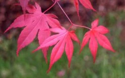 Bloodgood Red Leaf Japanese Maple - 1 Gallon Pot 16 Bloodgood Red Leaf Japanese Maple - 1 Gallon Pot -SHRUBS and BUSHES Shop Japanese Maple Fall Color