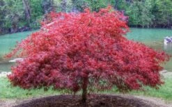 Firefall Lace Leaf Japanese Maple - 1 Gallon Pot -SHRUBS and BUSHES Shop Japanese Maple Firefall 1 1