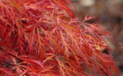 Firefall Lace Leaf Japanese Maple - 1 Gallon Pot -SHRUBS and BUSHES Shop Japanese Maple Firefall 2 1