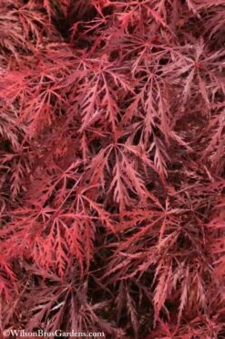 Firefall Lace Leaf Japanese Maple - 5 Gallon Pot 13 Firefall Lace Leaf Japanese Maple - 5 Gallon Pot -SHRUBS and BUSHES Shop Japanese Maple Firefall 3