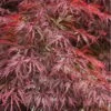Firefall Lace Leaf Japanese Maple - 5 Gallon Pot 1 Firefall Lace Leaf Japanese Maple - 5 Gallon Pot -SHRUBS and BUSHES Shop Japanese Maple Firefall 4