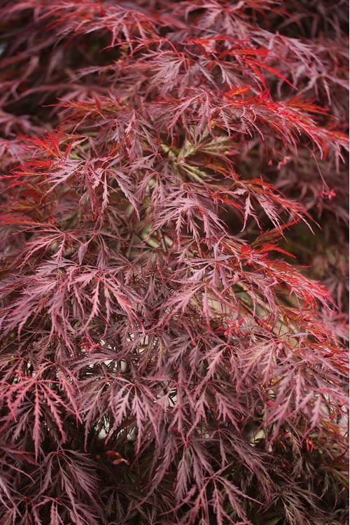 Firefall Lace Leaf Japanese Maple - 5 Gallon Pot 3 Firefall Lace Leaf Japanese Maple - 5 Gallon Pot