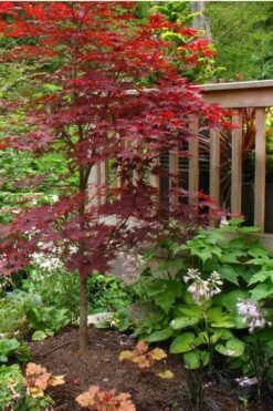 Fireglow Red Leaf Japanese Maple - 5 Gallon Pot (4-4.5') 13 Fireglow Red Leaf Japanese Maple - 5 Gallon Pot (4-4.5') -SHRUBS and BUSHES Shop Japanese Maple Fireglow 500x750 2