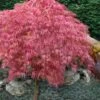 Hana Matoi Pink Leaf Japanese Maple - Acer Palmatum - 5 Gallon Pot 1 Hana Matoi Pink Leaf Japanese Maple - Acer Palmatum - 5 Gallon Pot -SHRUBS and BUSHES Shop Japanese Maple Hana Matoi 10