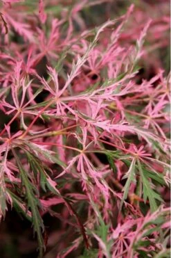 Hana Matoi Pink Leaf Japanese Maple - Acer Palmatum - 5 Gallon Pot 9 Hana Matoi Pink Leaf Japanese Maple - Acer Palmatum - 5 Gallon Pot -SHRUBS and BUSHES Shop Japanese Maple Hana Matoi Leaves Closeup