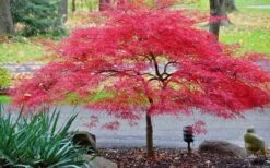 Inaba Shidare Red Japanese Maple - 2 Gallon Pot -SHRUBS and BUSHES Shop Japanese Maple Inaba Shidare 2 2
