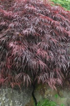 Inaba Shidare Red Japanese Maple - 5 Gallon Pot (3-4') 10 Inaba Shidare Red Japanese Maple - 5 Gallon Pot (3-4') -SHRUBS and BUSHES Shop Japanese Maple Inaba Shidare 5 1