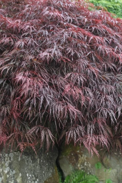 Inaba Shidare Red Japanese Maple - 5 Gallon Pot (3-4') 6 Inaba Shidare Red Japanese Maple - 5 Gallon Pot (3-4') - Image 4