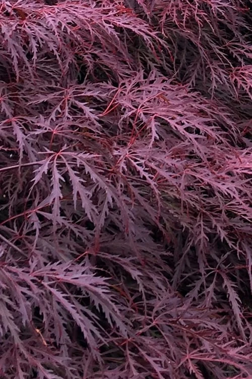 Inaba Shidare Red Japanese Maple - 5 Gallon Pot (3-4') 3 Inaba Shidare Red Japanese Maple - 5 Gallon Pot (3-4')