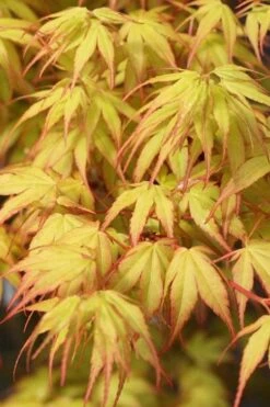 Katsura Japanese Maple - 3 Gallon Pot -SHRUBS and BUSHES Shop Japanese Maple Katsura 1