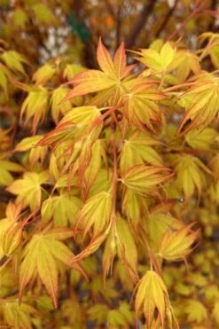 Katsura Japanese Maple - 3 Gallon Pot -SHRUBS and BUSHES Shop Japanese Maple Katsura 4
