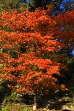 Katsura Japanese Maple - 3 Gallon Pot -SHRUBS and BUSHES Shop Japanese Maple Katsura 5