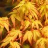 Katsura Japanese Maple - 3 Gallon Pot -SHRUBS and BUSHES Shop Japanese Maple Katsura 7