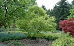 Koto No Ito Japanese Maple - 1 Gallon Pot 16 Koto No Ito Japanese Maple - 1 Gallon Pot -SHRUBS and BUSHES Shop Japanese Maple Koto No Ito Summer Color