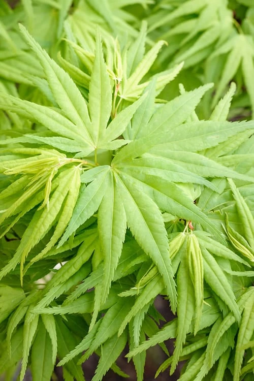 Mikawa Yatsubusa Japanese Maple - 1 Gallon Pot 7 Mikawa Yatsubusa Japanese Maple - 1 Gallon Pot - Image 5