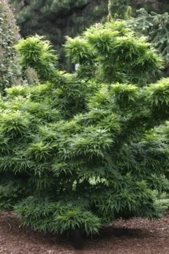 Mikawa Yatsubusa Japanese Maple - 5 Gallon Pot 13 Mikawa Yatsubusa Japanese Maple - 5 Gallon Pot -SHRUBS and BUSHES Shop Japanese Maple Mikawa Yatsubusa 8