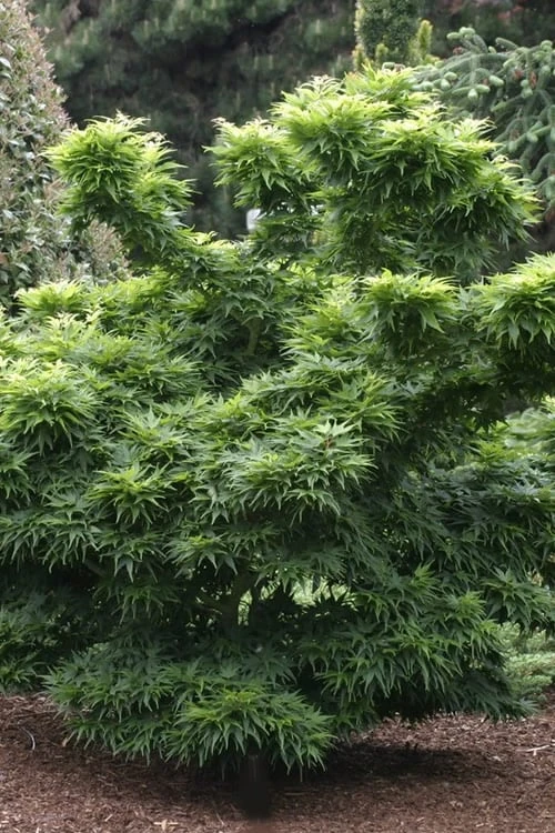 Mikawa Yatsubusa Japanese Maple - 5 Gallon Pot 8 Mikawa Yatsubusa Japanese Maple - 5 Gallon Pot - Image 6