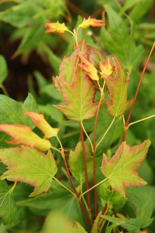Mitsuba Yama Japanese Maple - 5 Gallon Pot 6 Mitsuba Yama Japanese Maple - 5 Gallon Pot - Image 4
