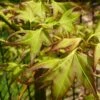 Mitsuba Yama Japanese Maple - 5 Gallon Pot 2 Mitsuba Yama Japanese Maple - 5 Gallon Pot -SHRUBS and BUSHES Shop Japanese Maple Mitsuba Yama 2