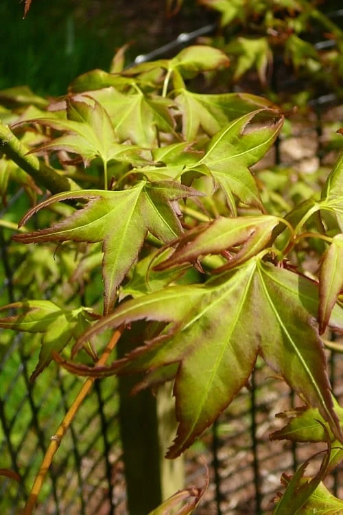 Mitsuba Yama Japanese Maple - 5 Gallon Pot 3 Mitsuba Yama Japanese Maple - 5 Gallon Pot