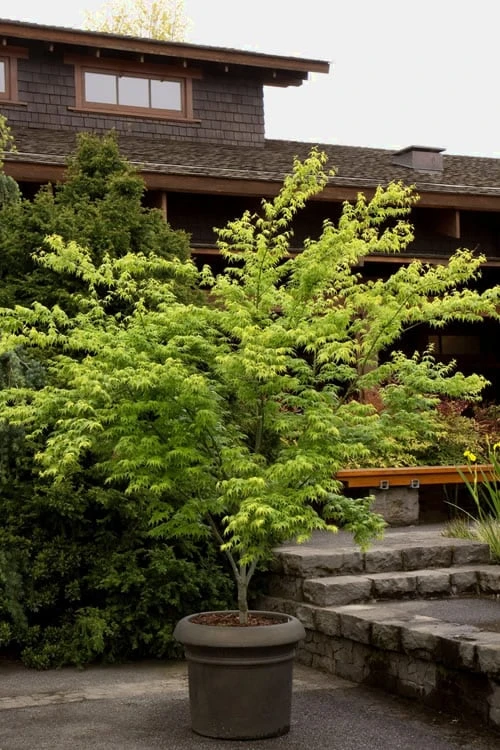 Mitsuba Yama Japanese Maple - 5 Gallon Pot 7 Mitsuba Yama Japanese Maple - 5 Gallon Pot - Image 5