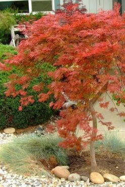 Orangeola Weeping Japanese Maple - 1 Gallon Pot 11 Orangeola Weeping Japanese Maple - 1 Gallon Pot -SHRUBS and BUSHES Shop Japanese Maple Orangeola 1 1