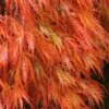 Orangeola Weeping Japanese Maple - 3 Gallon Pot (1.5-2') 1 Orangeola Weeping Japanese Maple - 3 Gallon Pot (1.5-2') -SHRUBS and BUSHES Shop Japanese Maple Orangeola 2 1