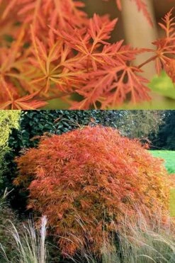 Orangeola Weeping Japanese Maple - 1 Gallon Pot 10 Orangeola Weeping Japanese Maple - 1 Gallon Pot -SHRUBS and BUSHES Shop Japanese Maple Orangeola 3 1