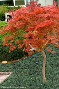 Orangeola Weeping Japanese Maple - 1 Gallon Pot (High Grafted Tree Form) 9 Orangeola Weeping Japanese Maple - 1 Gallon Pot (High Grafted Tree Form) -SHRUBS and BUSHES Shop Japanese Maple Orangeola High Branch 1