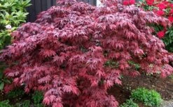 Oregon Sunset Japanese Maple - Acer Palmatum - 5 Gallon Pot 12 Oregon Sunset Japanese Maple - Acer Palmatum - 5 Gallon Pot -SHRUBS and BUSHES Shop Japanese Maple Oregon Sunset 4