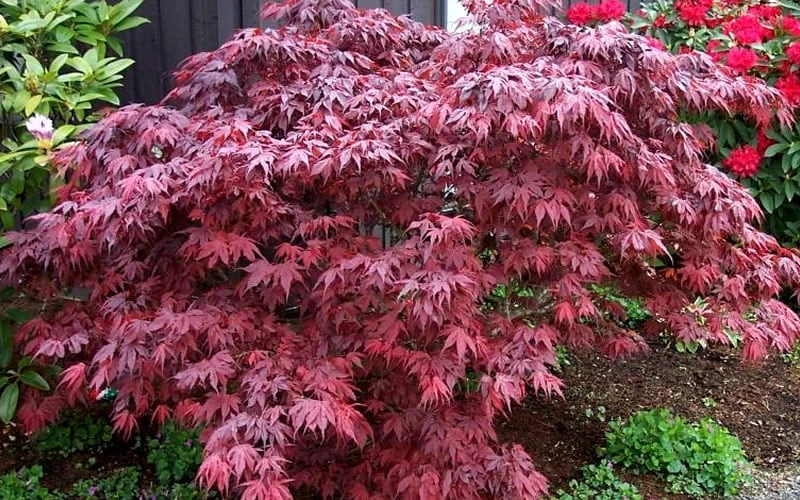 Oregon Sunset Japanese Maple - Acer Palmatum - 5 Gallon Pot 6 Oregon Sunset Japanese Maple - Acer Palmatum - 5 Gallon Pot - Image 4