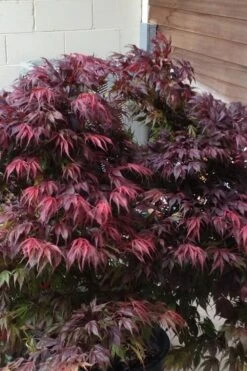 Oregon Sunset Japanese Maple - Acer Palmatum - 5 Gallon Pot 15 Oregon Sunset Japanese Maple - Acer Palmatum - 5 Gallon Pot -SHRUBS and BUSHES Shop Japanese Maple Oregon Sunset 5