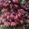 Oregon Sunset Japanese Maple - Acer Palmatum - 5 Gallon Pot 1 Oregon Sunset Japanese Maple - Acer Palmatum - 5 Gallon Pot -SHRUBS and BUSHES Shop Japanese Maple Oregon Sunset 7