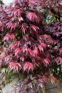 Oregon Sunset Japanese Maple - Acer Palmatum - 5 Gallon Pot