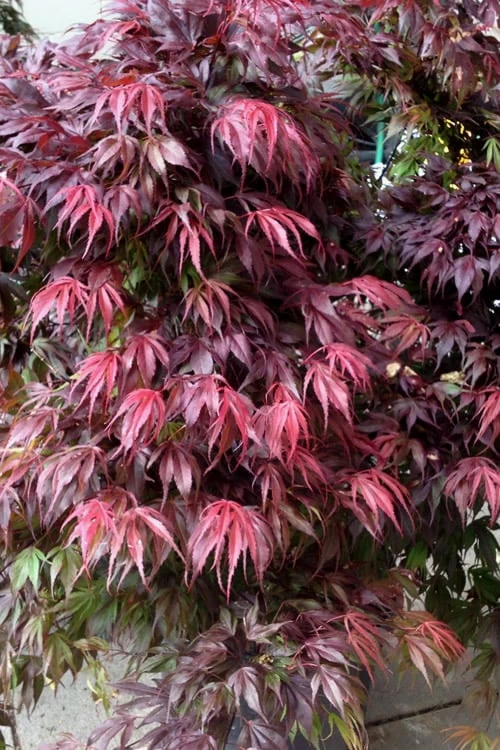 Oregon Sunset Japanese Maple - Acer Palmatum - 5 Gallon Pot 3 Oregon Sunset Japanese Maple - Acer Palmatum - 5 Gallon Pot