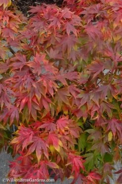 Oregon Sunset Japanese Maple - Acer Palmatum - 5 Gallon Pot 13 Oregon Sunset Japanese Maple - Acer Palmatum - 5 Gallon Pot -SHRUBS and BUSHES Shop Japanese Maple Oregon Sunset 9