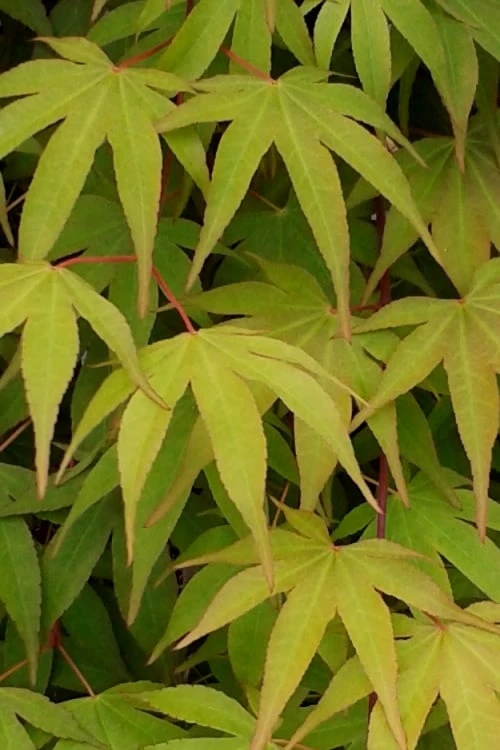 Osakazuki Japanese Maple - 3 Gallon Pot 8 Osakazuki Japanese Maple - 3 Gallon Pot - Image 6