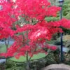 Osakazuki Japanese Maple - 1 Gallon Pot -SHRUBS and BUSHES Shop Japanese Maple Osakzuki 1